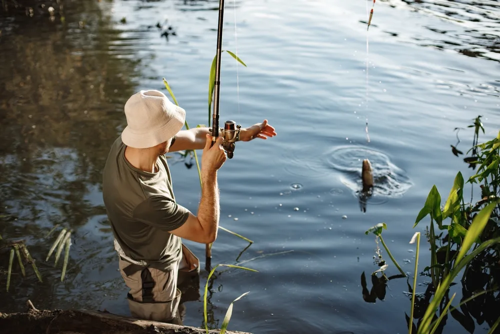An angler landing a fish at the edge of a reed-lined lake